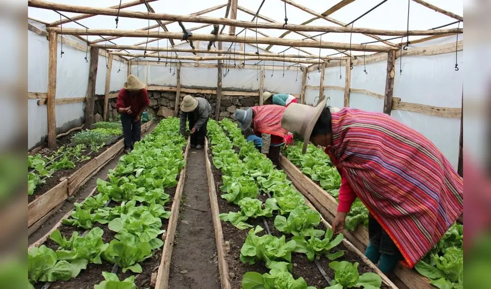 Los vegetales acopiados por unidades fueron liderados por la lechuga, con 14.292 unidades. Foto: Agro Rural