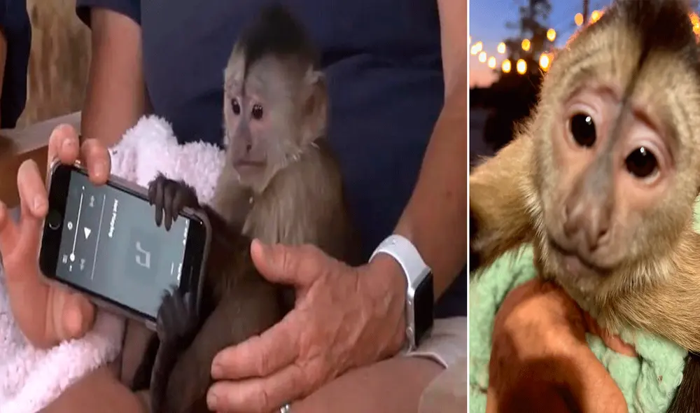 El clip no pasó desapercibido y miles de usuarios rieron con el travieso comportamiento del capuchino. Foto: composición LR/captura de Facebook/Condado de San Luis Obispo El clip no pasó desapercibido y miles de usuarios rieron con el travieso comportamiento del capuchino. Foto: composición LR/captura de Facebook/Condado de San Luis Obispo