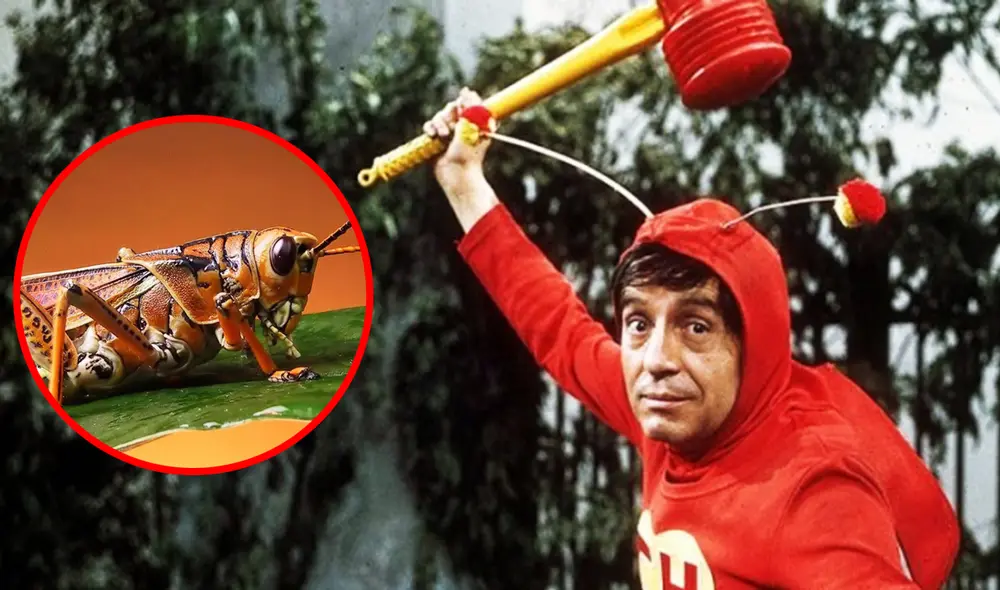 Aunque "El Chapulín Colorado" es una popular serie de 'Chespirito', también se trata de un peculiar insecto. Foto: composición La República/Televisa/Delicias Prehispánicas