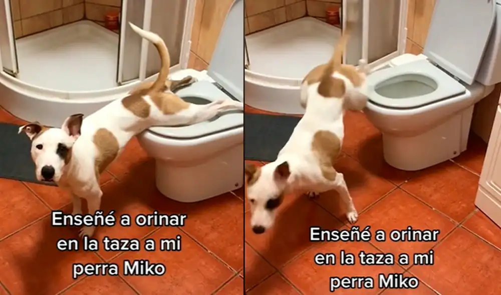 Este video alcanzó el millón de likes en menos de 3 días. Foto: composición LR / / TikTok / @saulphdz