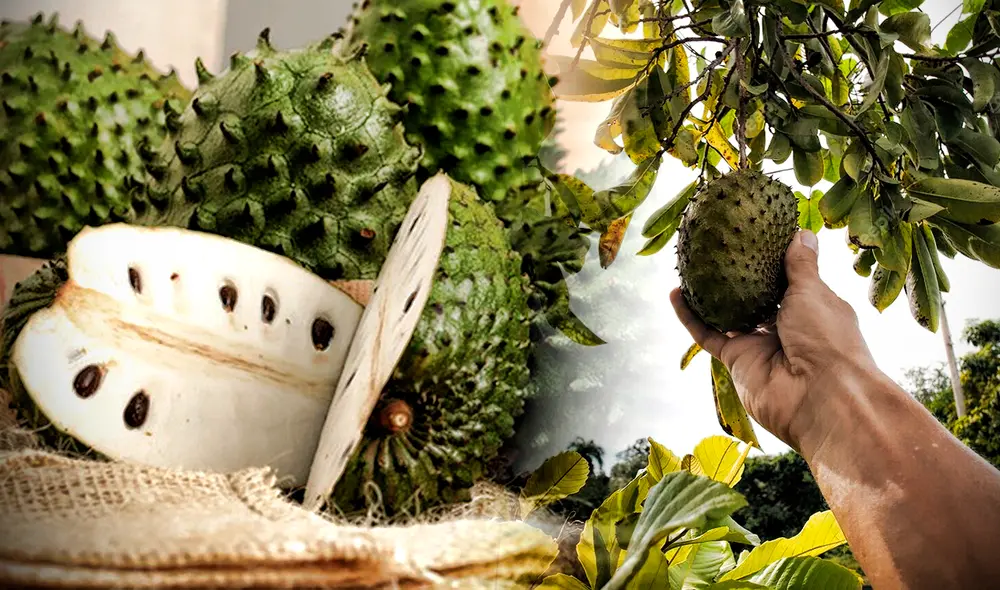 La hoja de guanábana tiene propiedades curativas que benefician la salud. Foto: composición LR/ Gerson Cardoso La hoja de guanábana tiene propiedades curativas que benefician la salud. Foto: composición LR/ Gerson Cardoso