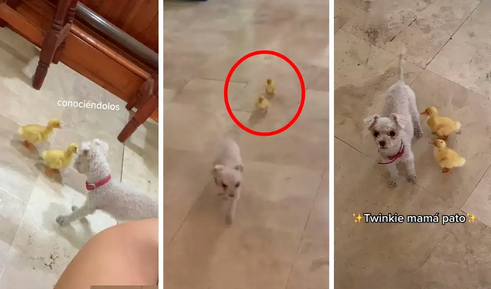 Pese a sus esfuerzos de estar sola, la perrita tuvo que aceptar a los nuevos integrantes de su familia y decidió cuidarlos. Foto: composición LR/@analauraguajard0/TikTok