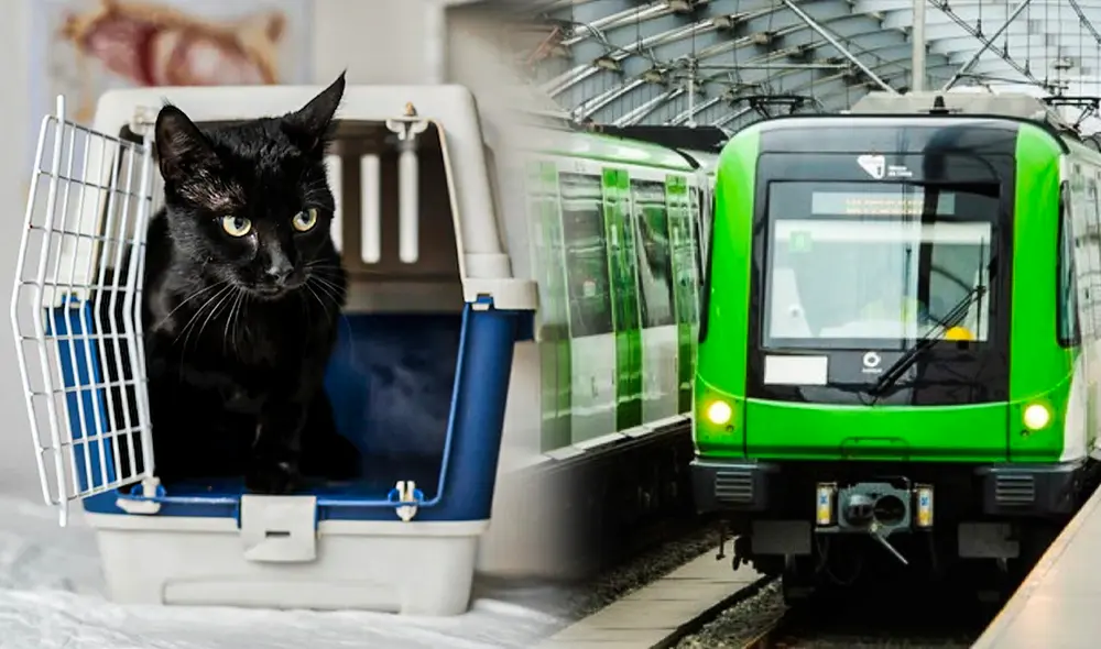Metro de Lima: las mascotas pueden ingresar a los trenes eléctricos cumpliendo ciertos criterios. Foto: composición Jazmin Ceras/LR/Freepik/Andina Metro de Lima: las mascotas pueden ingresar a los trenes eléctricos cumpliendo ciertos criterios. Foto: composición Jazmin Ceras/LR/Freepik/Andina