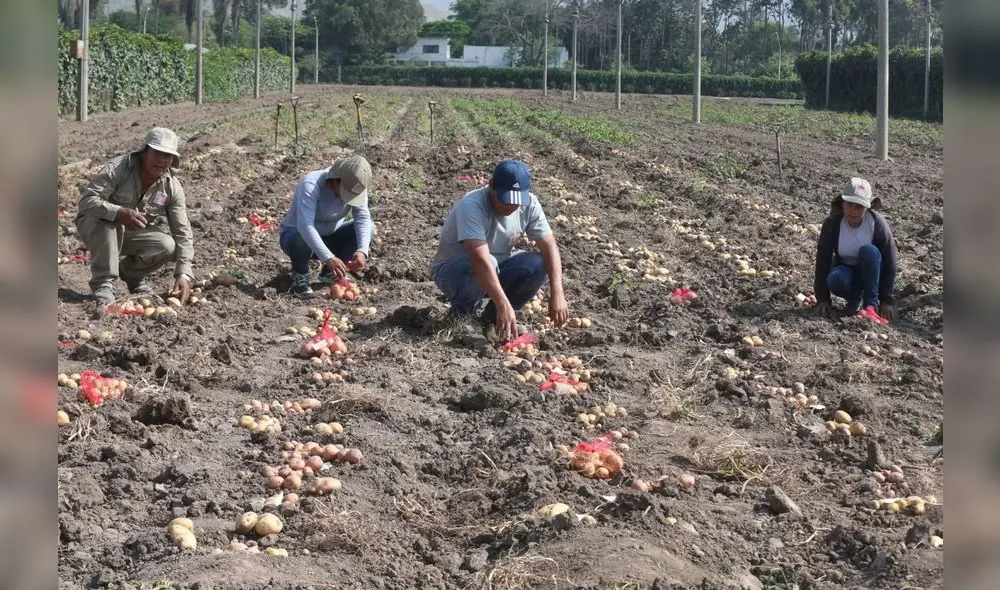 Productores agrícolas se verán beneficiados con el complejo. Foto: GORE Productores agrícolas se verán beneficiados con el complejo. Foto: GORE