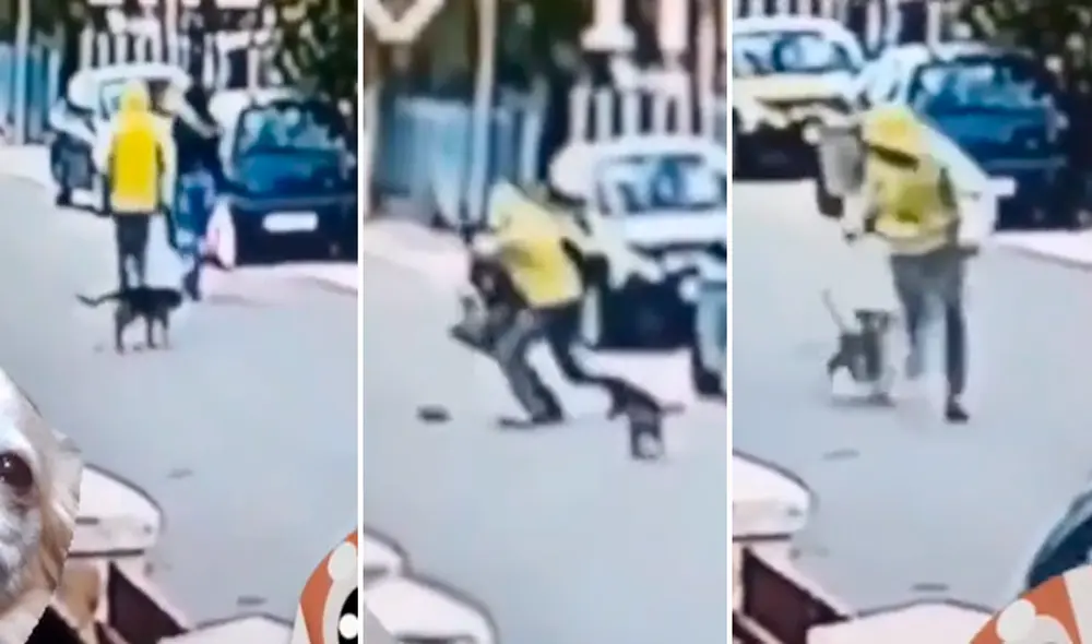 El perrito defendió a la mujer y evitó que le robaran sus pertenencias. Foto: composición LR/captura de TikTok/@User49341053