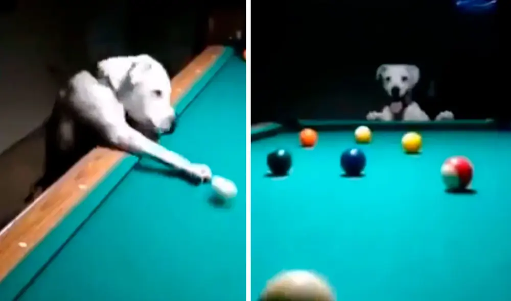 Un joven permitió que su querida mascota intervenga en su partida, sin imaginar que este iba a imitarlo a la perfección. Foto: composición LR/Facebook/Mario Mojica