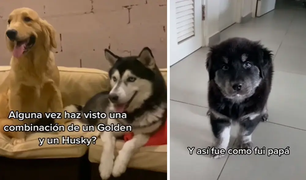 Con ojos de diferentes colores y un travieso comportamiento, el pequeño can ha sido denominado como "goberian". Foto: composición LR/TikTok/@Lia_TheGolden