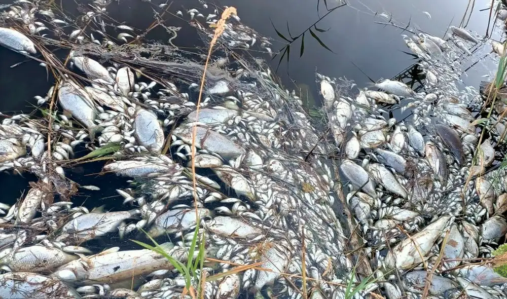 Los peces muertos son incinerados en fábricas especializadas. Foto: @WWFEU/Twitter