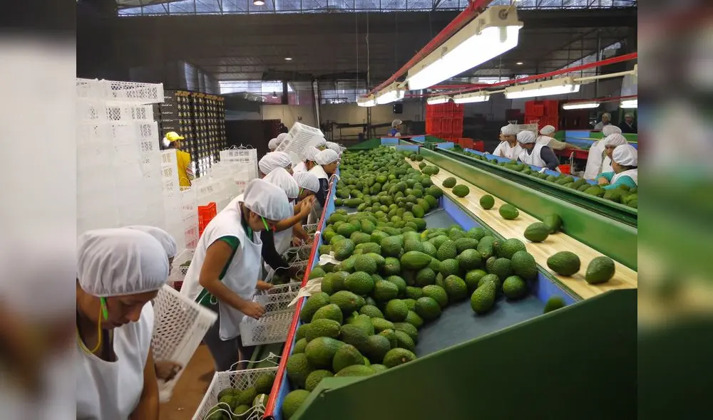 Ley Chlimper 2.0 beneficia a agroexportadoras. Foto: La República Ley Chlimper 2.0 beneficia a agroexportadoras. Foto: La República