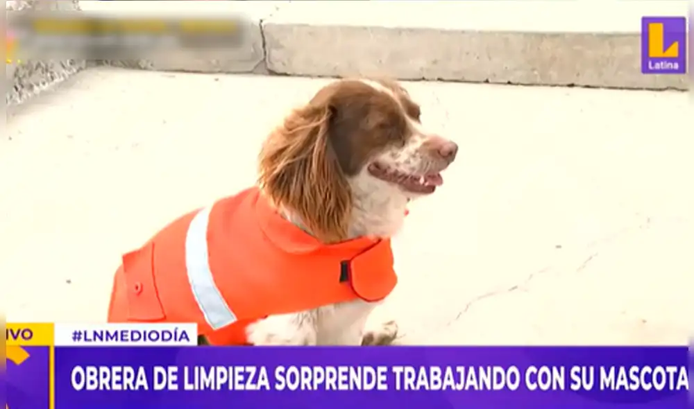 Dueña le lleva su mochila para que pueda comer mientras labora. Foto: captura de Latina
