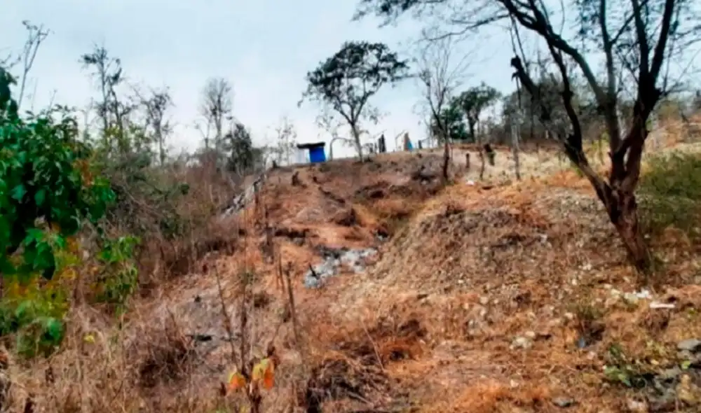 Las autoridades certificaron que manos extrañas habían causado daños a las plantaciones naturales de algarrobos. Foto: Fiscalía Tumbes