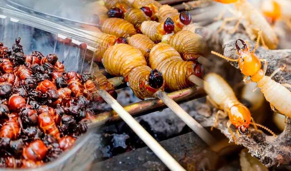 Los insectos son famosos en Colombia, donde pueden degustarse ya sea cocinados o crudos. Foto: composición LR/ Jazmin Ceras Los insectos son famosos en Colombia, donde pueden degustarse ya sea cocinados o crudos. Foto: composición LR/ Jazmin Ceras
