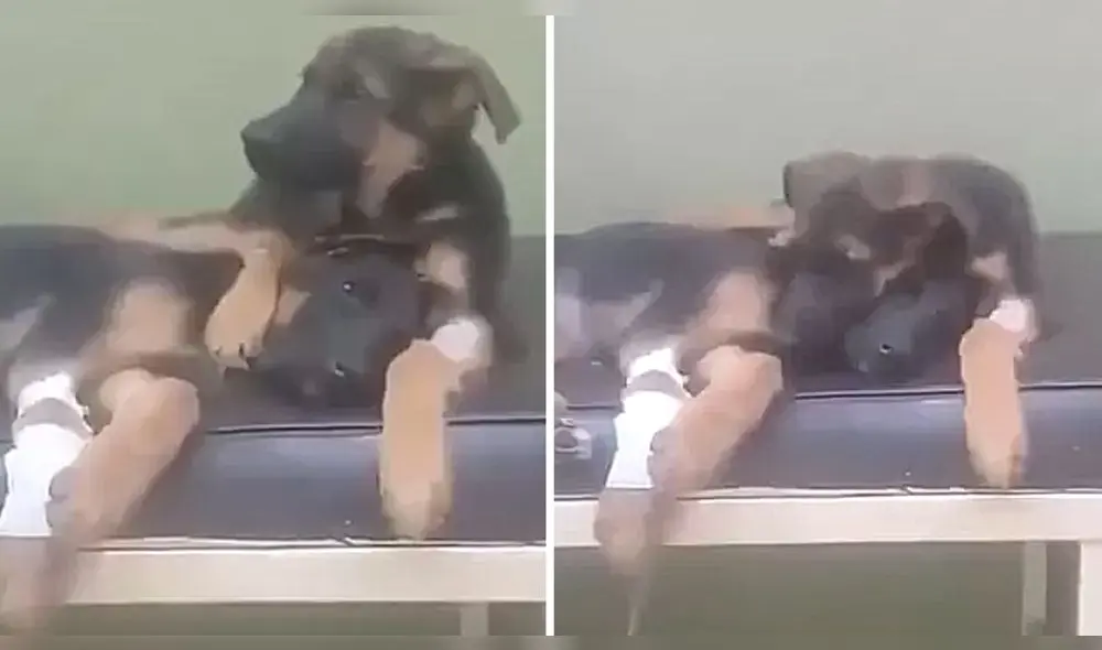 El cachorro protegió al otro perrito que tenía la pata herida. Foto: composición LR/lafmoficial/Facebook El cachorro protegió al otro perrito que tenía la pata herida. Foto: composición LR/lafmoficial/Facebook