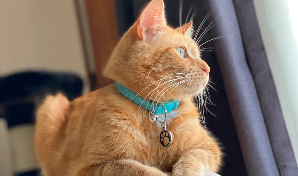 Su nueva dueña lo rebautizó como Kylo, ya que no respondía a su primer nombre, Johnny. Foto: Ingrid Moyle Su nueva dueña lo rebautizó como Kylo, ya que no respondía a su primer nombre, Johnny. Foto: Ingrid Moyle