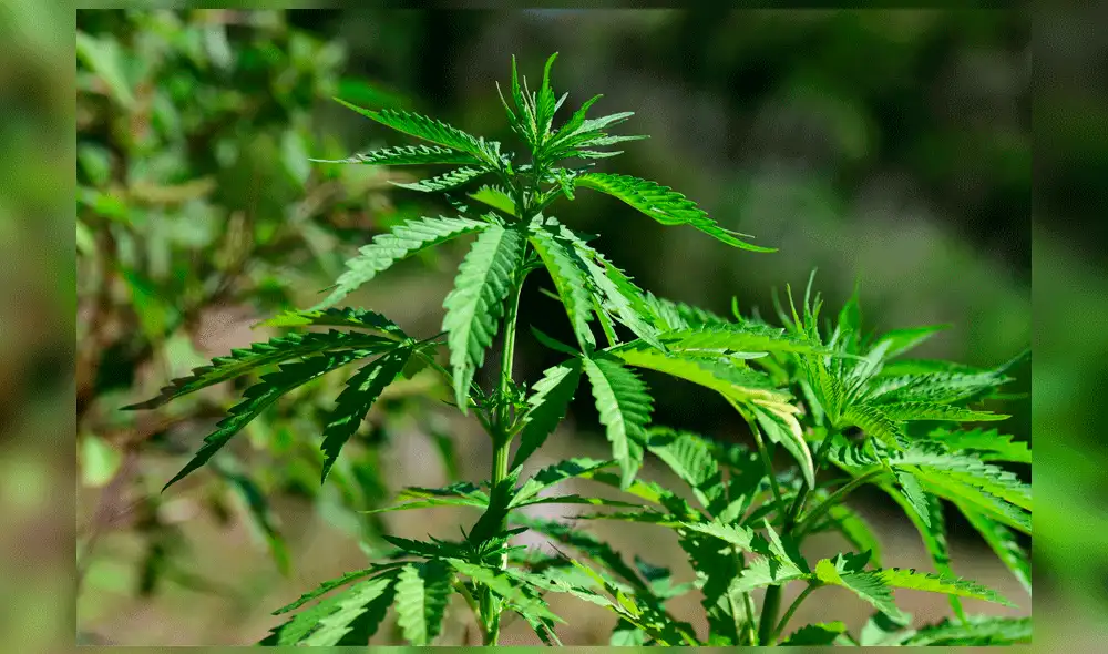 Las víctimas denunciaron a sus secuestradores, quienes fueron detenidos por miembros del Gaula Militar y de la Policía de Colombia. Foto: AFP