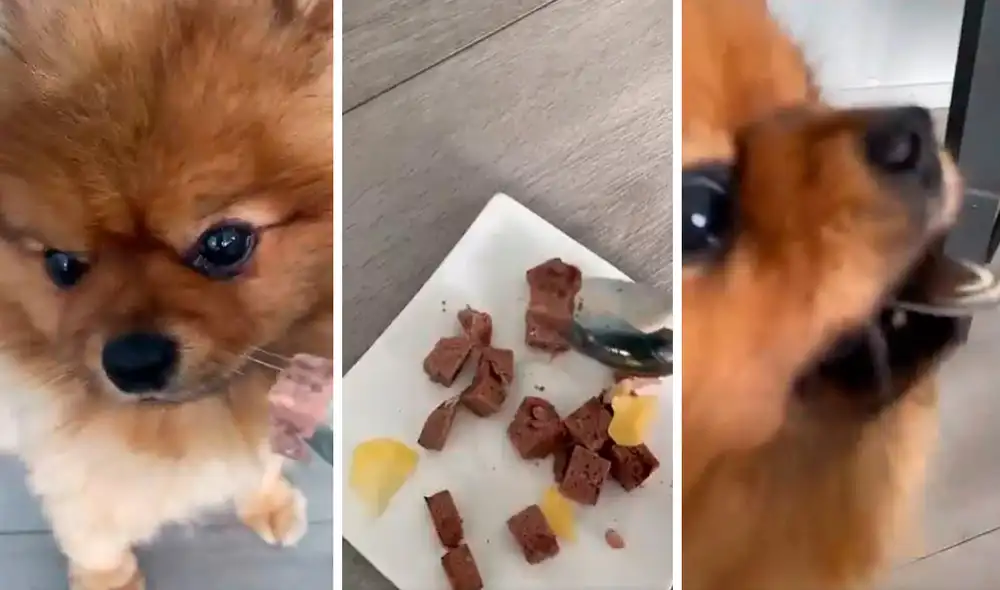 El pequeño animal demostró que es el ‘engreído’ de su casa con sus exigencias a la hora que le tocaba comer. Foto: composición LR/Facebook
