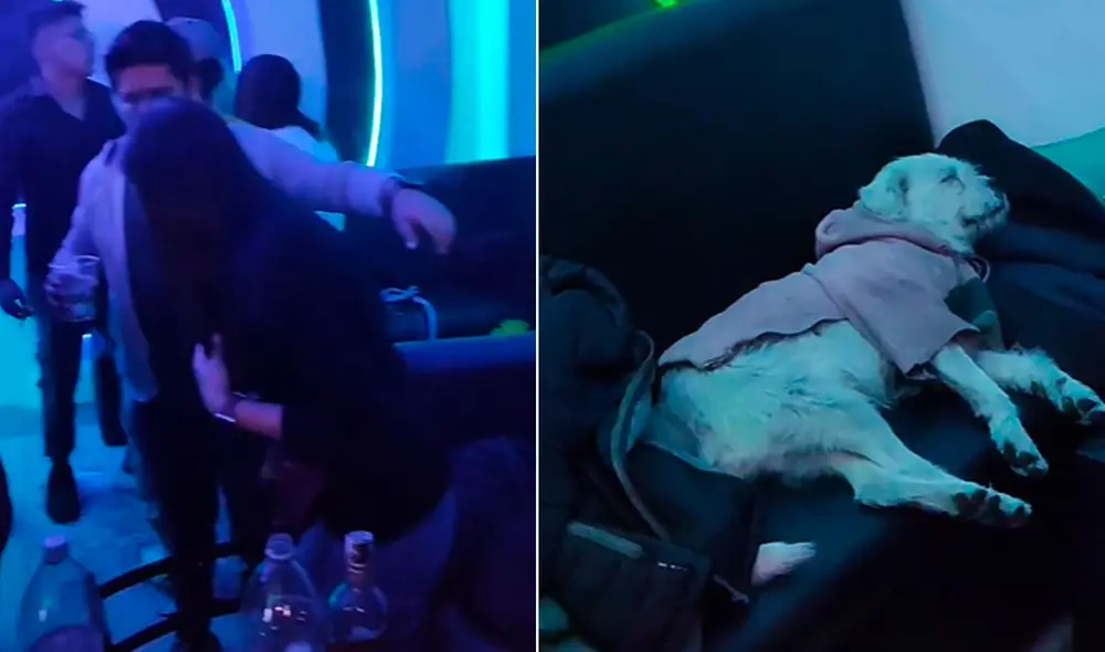 Miles de usuarios no han parado de reír con estas imágenes. Foto: composición LR/TikTok/@di.pardo.c99