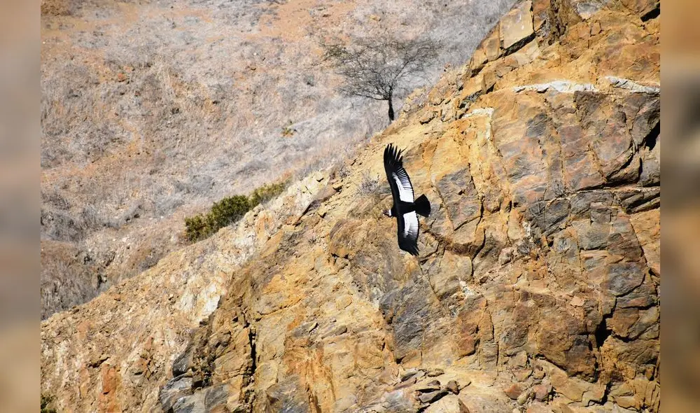 Durante 3 días, especialistas realizaron trabajos de observación. Foto: Serfor