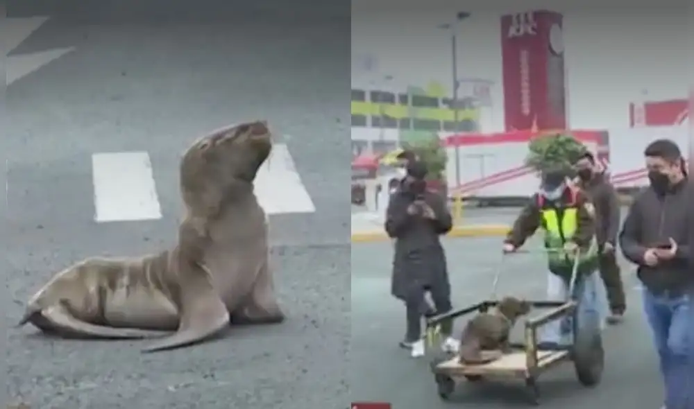 El pequeño mamífero se encontraba cerca a la Panamericana Sur, por lo que personal del grifo ayudó a trasladarlo a un lugar seguro hasta que la Policía llegue. Foto: captura de América TV El pequeño mamífero se encontraba cerca a la Panamericana Sur, por lo que personal del grifo ayudó a trasladarlo a un lugar seguro hasta que la Policía llegue. Foto: captura de América TV
