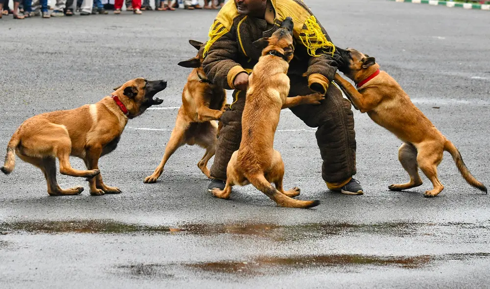 Los animales atacaron a 2 de los infantes, los cuales resultaron heridos, mientras que el tercero llegó a escapar. Foto: AFP/referencial Los animales atacaron a 2 de los infantes, los cuales resultaron heridos, mientras que el tercero llegó a escapar. Foto: AFP/referencial