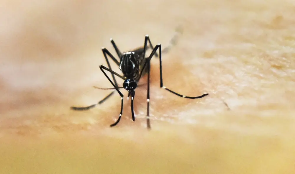 Los mosquitos se nutren de la sangre de los animales y los seres humanos. Foto: AFP Los mosquitos se nutren de la sangre de los animales y los seres humanos. Foto: AFP