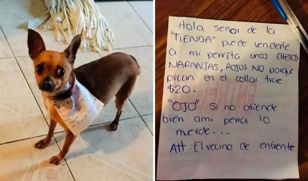 La perrita sacó más de una sonrisa en redes al cumplir con el mandado de su dueño. Foto: composición LR/captura de Facebook/@Radiofrontera
