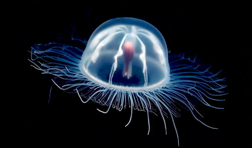 Turritopsis dohrnii, conocida con la medusa inmortal. Foto: medusas.org