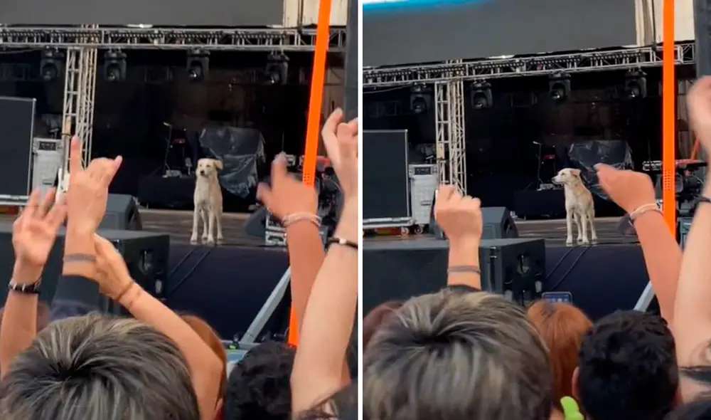 Mientras esperaban a las bandas, los jóvenes se dieron cuenta de la presencia del animal y le aplaudieron para que sienta cariño. Foto: composición LR/TikTok/@gabriel_concha_ Mientras esperaban a las bandas, los jóvenes se dieron cuenta de la presencia del animal y le aplaudieron para que sienta cariño. Foto: composición LR/TikTok/@gabriel_concha_