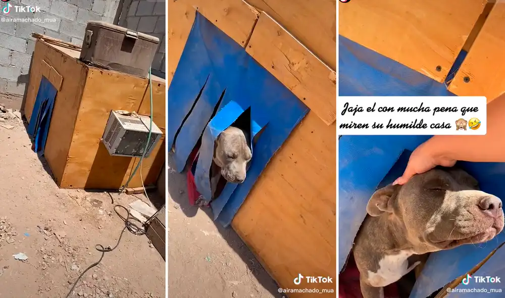 El perrito estaba muy emocionado por su casita y se rendía ante las caricias de su dueña. Foto: composición LR/captura de TikTok/@Airamachado_mua El perrito estaba muy emocionado por su casita y se rendía ante las caricias de su dueña. Foto: composición LR/captura de TikTok/@Airamachado_mua