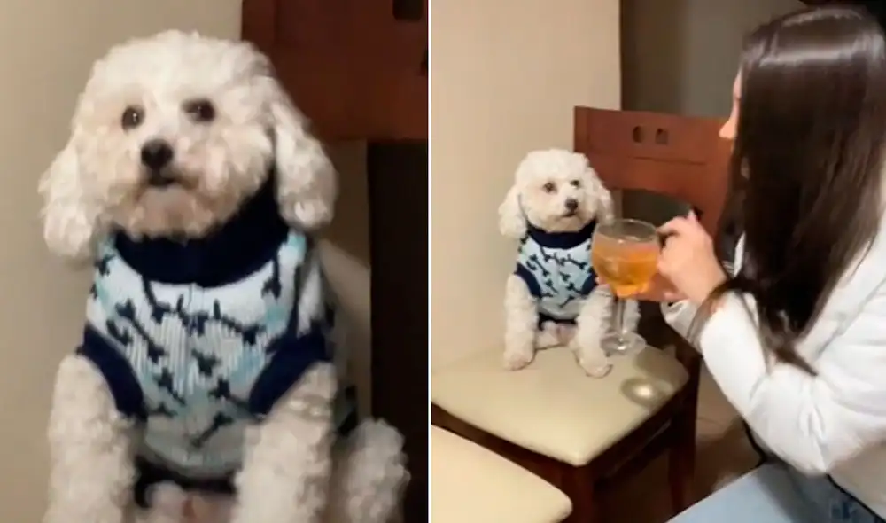 Miles de usuarios quedaron impresionados al ver esta escena. Foto: composición LR/TikTok/@javicarratia Miles de usuarios quedaron impresionados al ver esta escena. Foto: composición LR/TikTok/@javicarratia