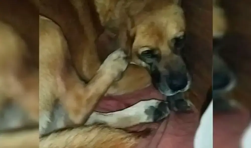 La Municipalidad de Maipú interpuso una querella criminal en contra de los que resulten responsables del abuso sexual del que fue víctima el can. Foto: Facebook / Cristian Mella Aravena La Municipalidad de Maipú interpuso una querella criminal en contra de los que resulten responsables del abuso sexual del que fue víctima el can. Foto: Facebook / Cristian Mella Aravena