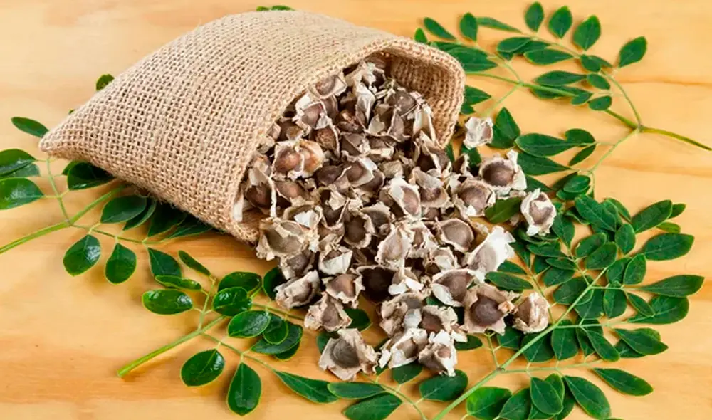 La semilla de moringa es utilizada para afecciones como la diabetes mellitus tipo 2, enfermedades cardiovasculares, e inclusive, el cáncer. Foto: Depositphotos La semilla de moringa es utilizada para afecciones como la diabetes mellitus tipo 2, enfermedades cardiovasculares, e inclusive, el cáncer. Foto: Depositphotos
