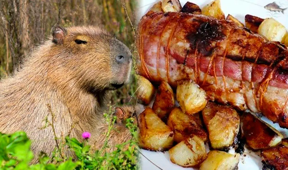 El chiguiro es un alimento muy popular en zonas como los Llanos Orientales. Foto: composición LR/AFP/El rincón colombiano