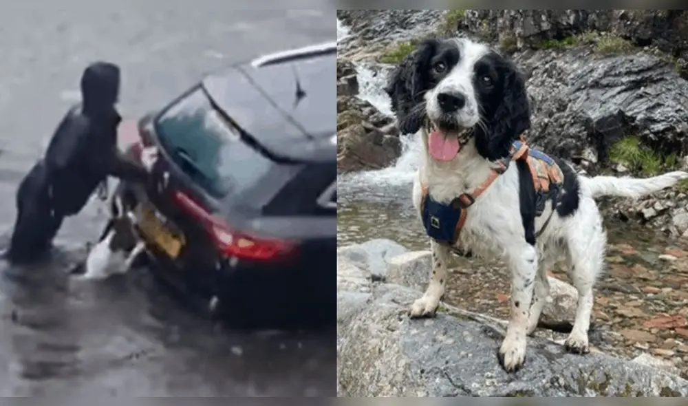 El cachorro ya es toda una celebridad en redes. Foto: composición LR/Zoorprendente