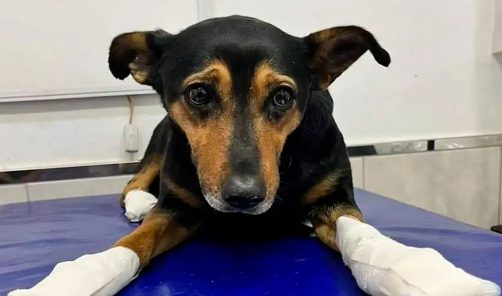 En tan solo 2 meses, 8 canes han sido víctimas del agresor, de los cuales 2 no sobrevivieron. Foto: Luciana Ceballos/Facebook