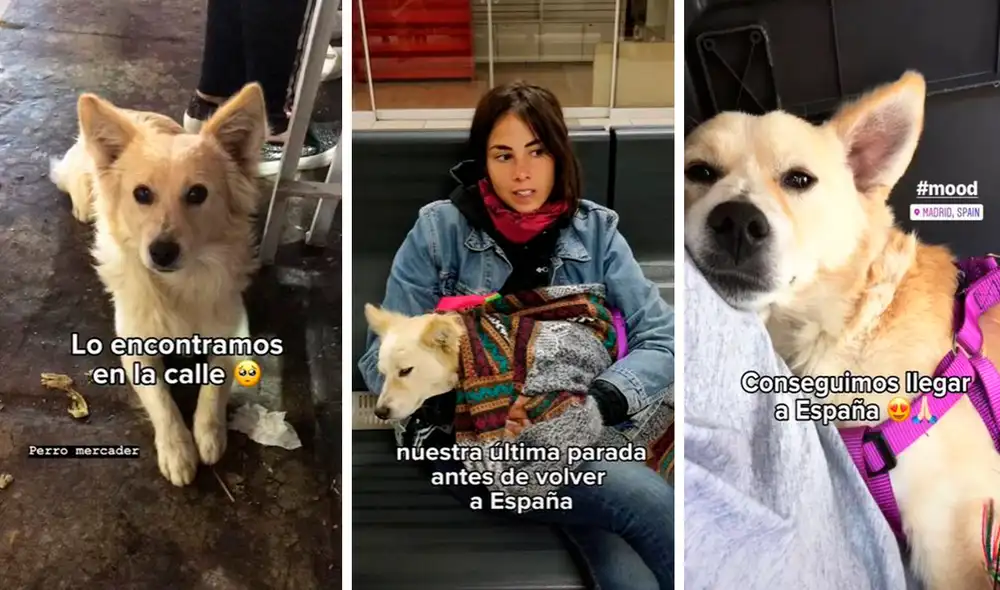 Afortunadamente, realizaron todos los trámites y lograron llevárselo sin problemas hasta su hogar en España. Foto: composición LR/TikTok/@perrecetas Afortunadamente, realizaron todos los trámites y lograron llevárselo sin problemas hasta su hogar en España. Foto: composición LR/TikTok/@perrecetas