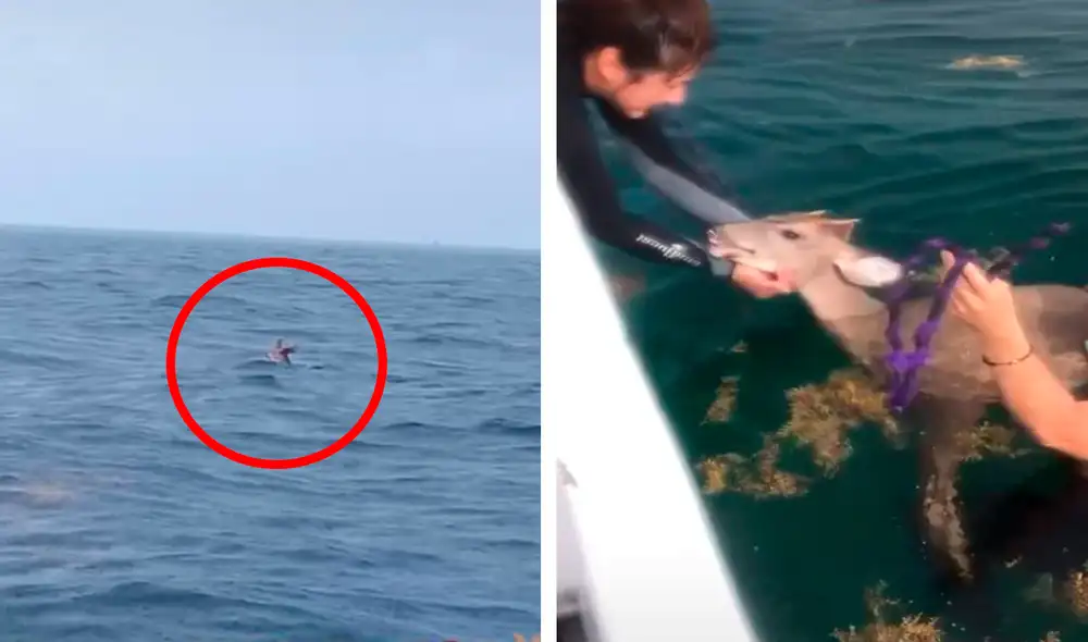 El venado nadó con todas sus fuerzas para escapar de un enemigo; sin embargo, la lluvia complicó su rescate y aumentó el peligro. Foto: composición LR/YouTube/Llanes Melissa