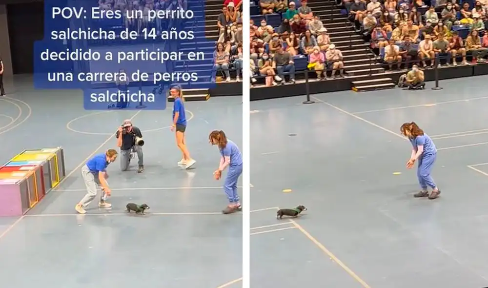 Una de las encargadas se colocó frente al pequeño perro para que no se sintiera solo y así guiarlo a conseguir su objetivo. Foto: composición LR/Facebook/trendy_two Una de las encargadas se colocó frente al pequeño perro para que no se sintiera solo y así guiarlo a conseguir su objetivo. Foto: composición LR/Facebook/trendy_two