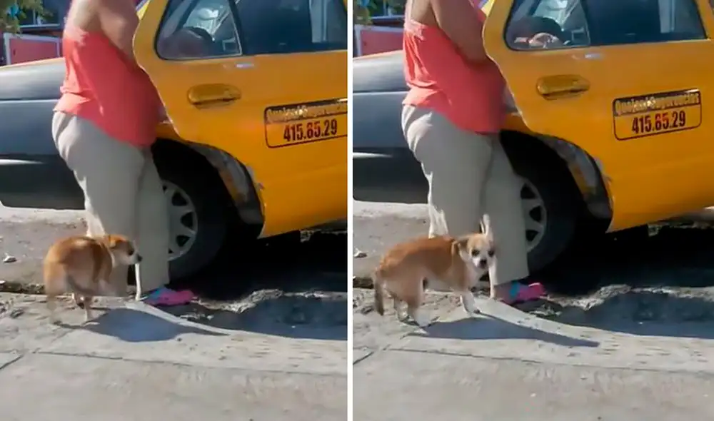 A fin de evitar que su can saliera solo de casa, la mujer contactó a una persona de confianza para que fuera su movilidad. Foto: composición LR/TikTok/@Lizbethgarciadees A fin de evitar que su can saliera solo de casa, la mujer contactó a una persona de confianza para que fuera su movilidad. Foto: composición LR/TikTok/@Lizbethgarciadees