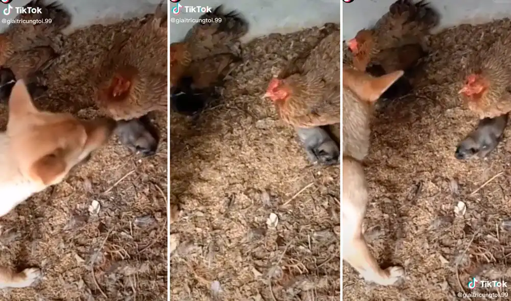 Usuarios en redes pidieron no alejar a las crías recién nacidas de su madre. Foto: composición LR/captura de TikTok/@Giaitricungtoi.99