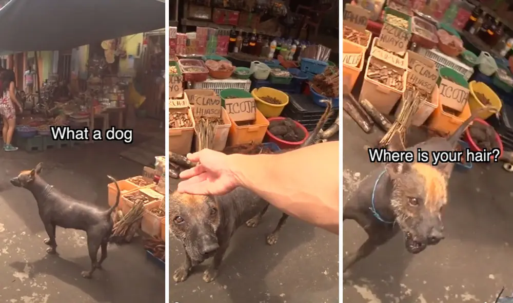 El animal no toleró que un desconocido le tocara el pelaje de su cabeza, por ello, lo intimidó con un potente ladrido. Foto: composición LR/TikTok/@mattshoeyoutube El animal no toleró que un desconocido le tocara el pelaje de su cabeza, por ello, lo intimidó con un potente ladrido. Foto: composición LR/TikTok/@mattshoeyoutube