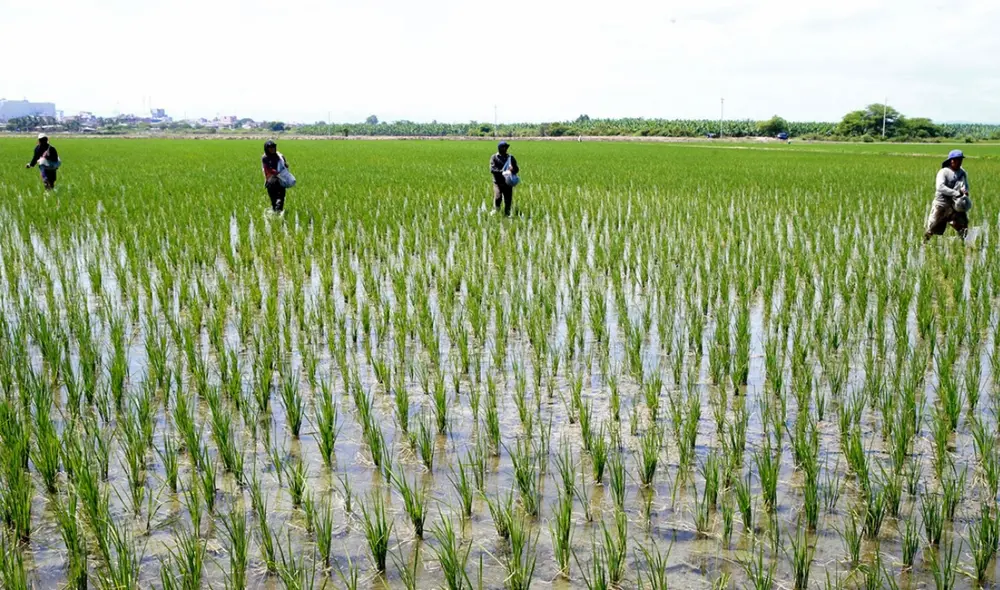 Campos de cultivo de arroz en Piura. Foto: IPE Campos de cultivo de arroz en Piura. Foto: IPE