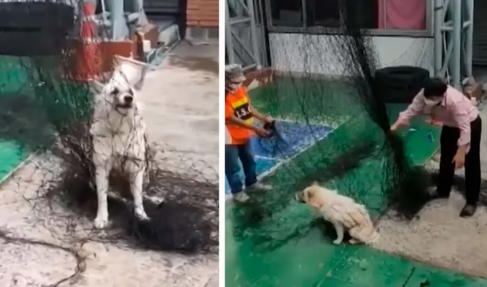 A pesar de sus esfuerzos por escapar del lugar, el animal terminó atrapado hasta la cabeza sin la posibilidad de moverse. Foto: composición LR/Facebook/Clarín A pesar de sus esfuerzos por escapar del lugar, el animal terminó atrapado hasta la cabeza sin la posibilidad de moverse. Foto: composición LR/Facebook/Clarín