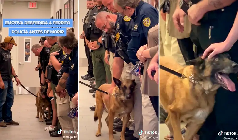 La emotiva despedida se robó los corazones de miles de seguidores de las redes sociales. Foto: composición LR/captura de TikTok/@Mega_tv