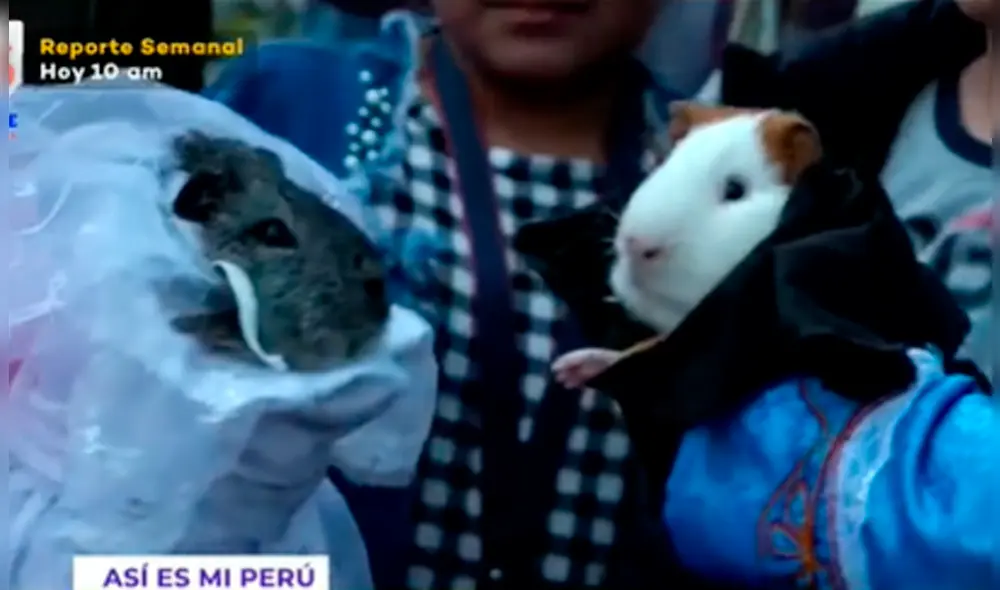 Boda de cuyes se logró realizar tras un acuerdo. Foto: captura de Latina