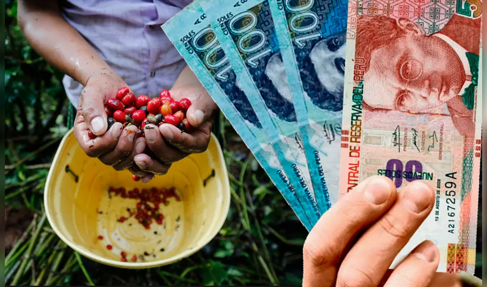 El Fertiabono es un nuevo subsidio económico que entrega el gobierno para paliar la crisis de fertilizantes que afecta a un gran número de productores agropecuarios y agricultores del país. Foto: composición/La República El Fertiabono es un nuevo subsidio económico que entrega el gobierno para paliar la crisis de fertilizantes que afecta a un gran número de productores agropecuarios y agricultores del país. Foto: composición/La República