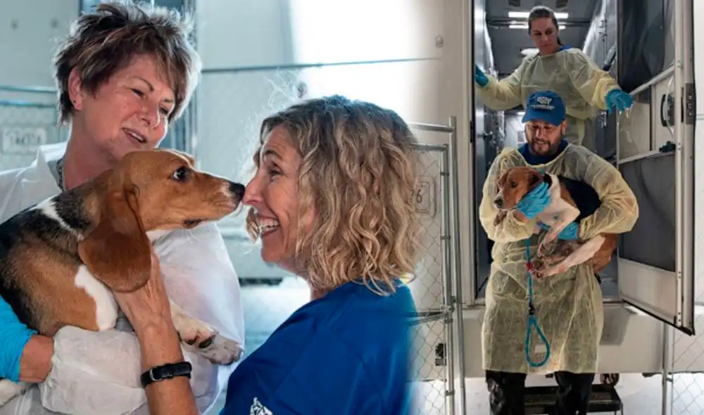 Príncipe Harry y su esposa, Meghan de Sussex, participaron de campaña de adopción. Muchos de los beagles ya han encontrado un nuevo hogar. Foto: composición LR/HSUS