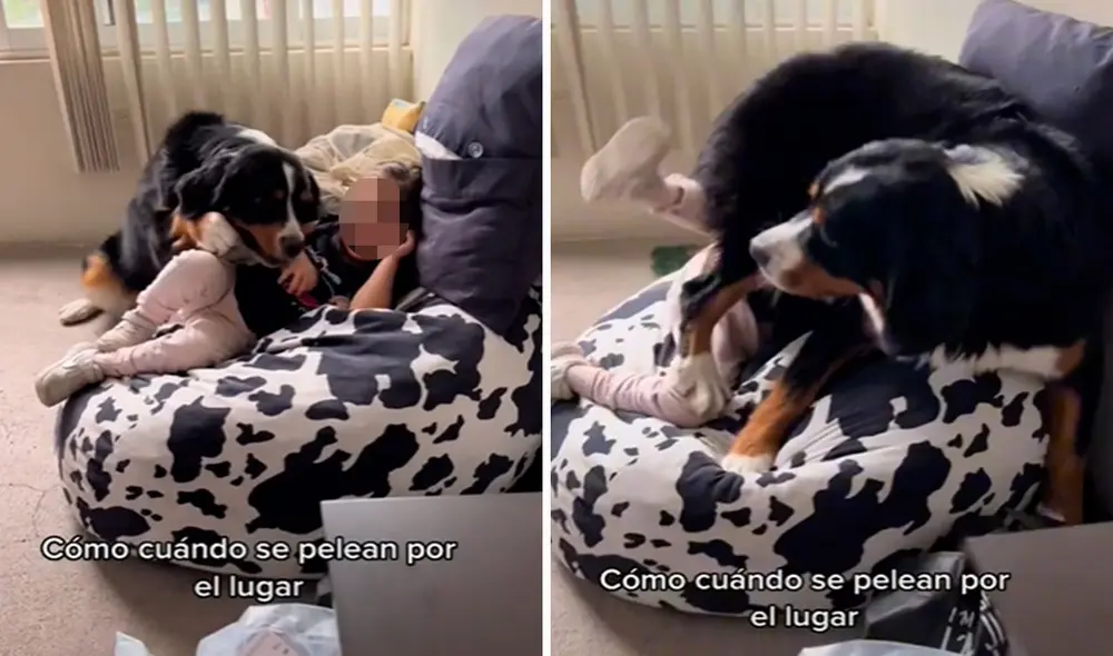 La pequeña no pensó que tomar un descanso en un sillón le costaría caro, ya que desató el malestar de su mascota. Foto: composición LR/TikTok/@eeggrrll La pequeña no pensó que tomar un descanso en un sillón le costaría caro, ya que desató el malestar de su mascota. Foto: composición LR/TikTok/@eeggrrll