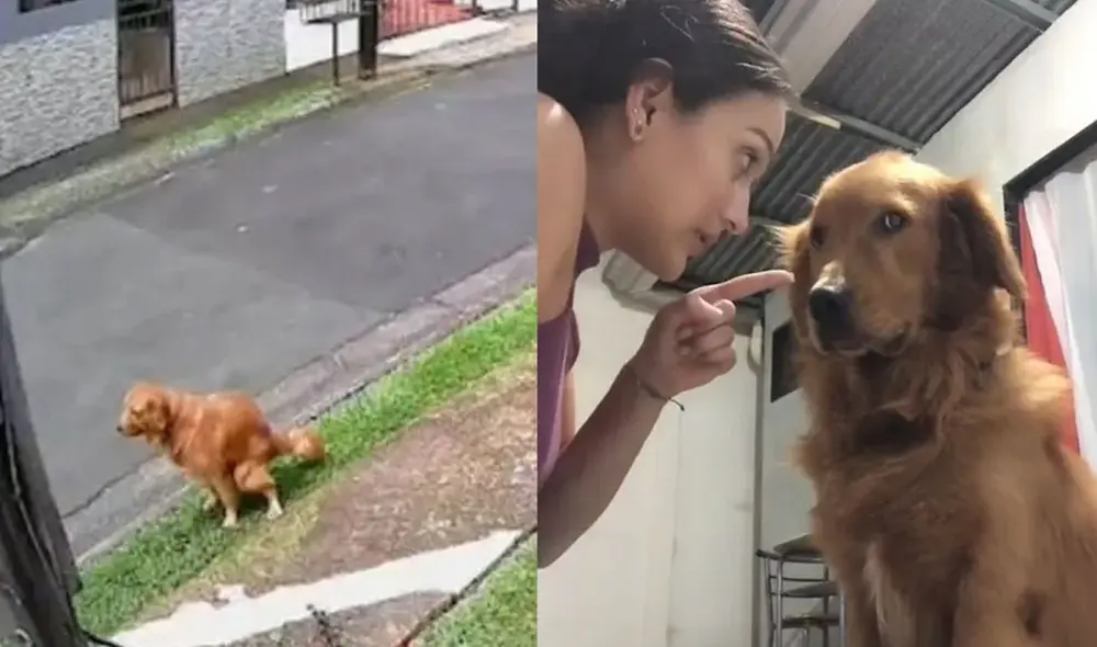 Miles de usuarios no han parado de reír con estas imágenes. Foto: composición LR/TikTok/@amyrod02 Miles de usuarios no han parado de reír con estas imágenes. Foto: composición LR/TikTok/@amyrod02