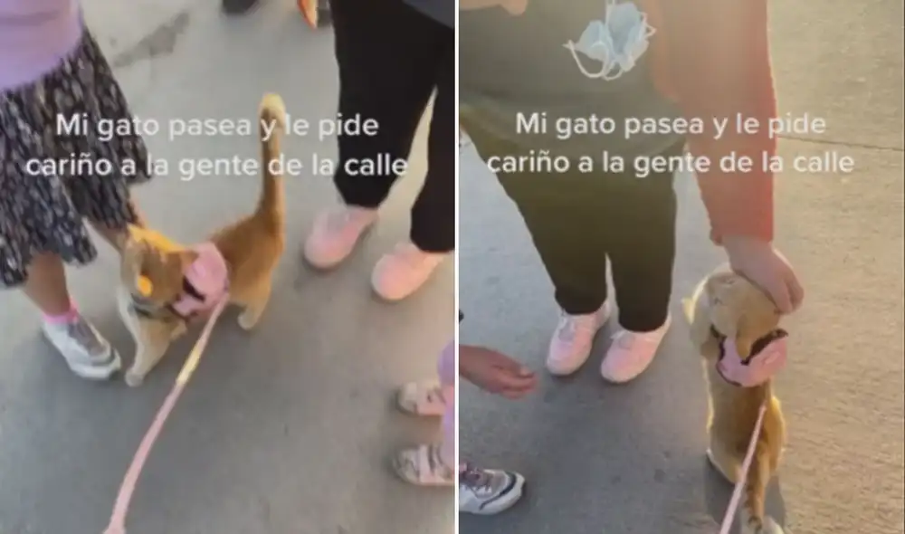 Miles de usuarios quedaron cautivados con esta tierna escena. Foto: composición LR/TikTok/@katra_lv